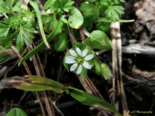 {Stellaria media}